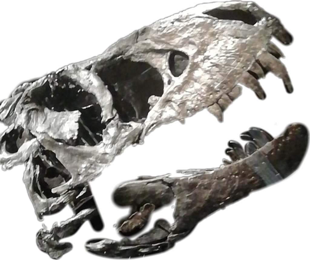Dino Dinosaur Bones Dinobones Dinosaurbones - Fearful (1024x859), Png Download
