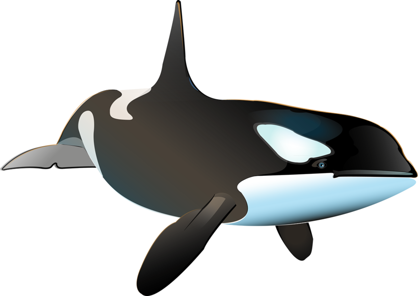 Killer Whale Inphography - Ballena Real Png (820x581), Png Download