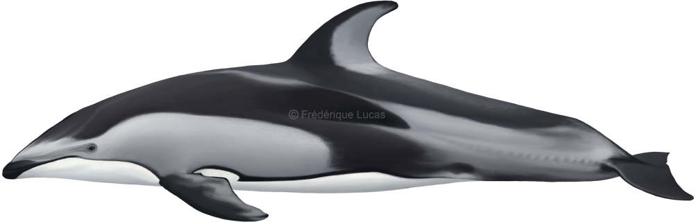 1000 X 323 3 - Wholphin (1000x323), Png Download