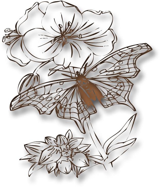 Swirl Png Transparent 800 X - Butterflies To Color (800x800), Png Download
