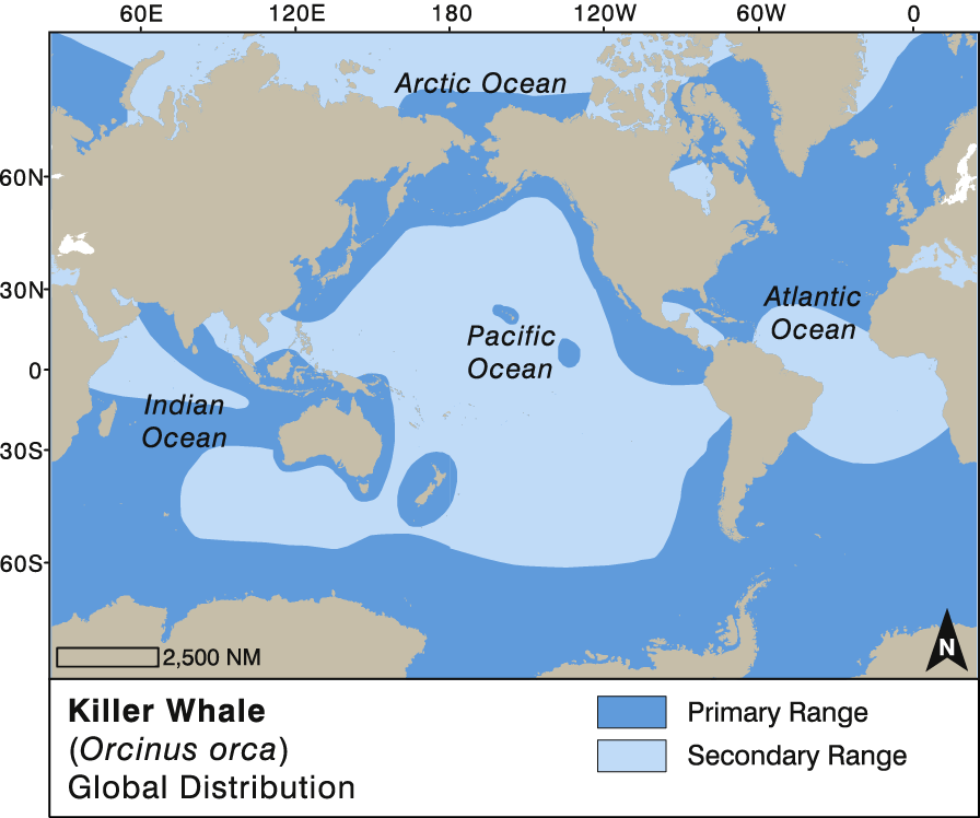 Killer Whale Global Distribution - Blue Whale Distribution (896x748), Png Download