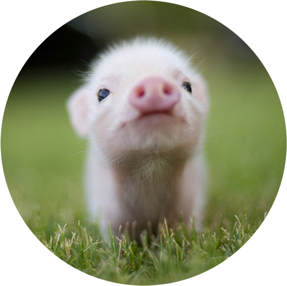 Pig Pink Cute Kawaii Heart Mud Dirty Pork Oink Animal - Small Cutest Pig (1024x977), Png Download