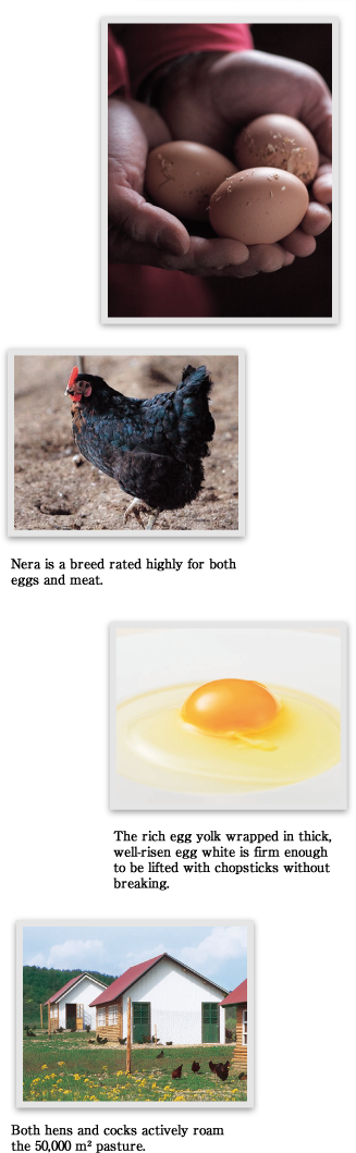 Nera Is A Breed Rated Highly For Both Eggs And Meat - Egg (327x1059), Png Download