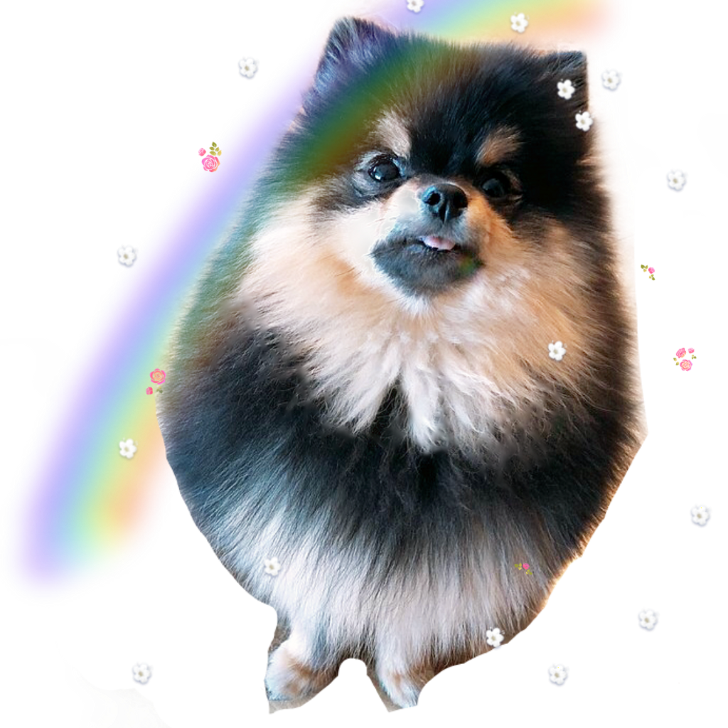 Cute Pic Of Animals - Bts V Dog Yeontan (1024x1024), Png Download