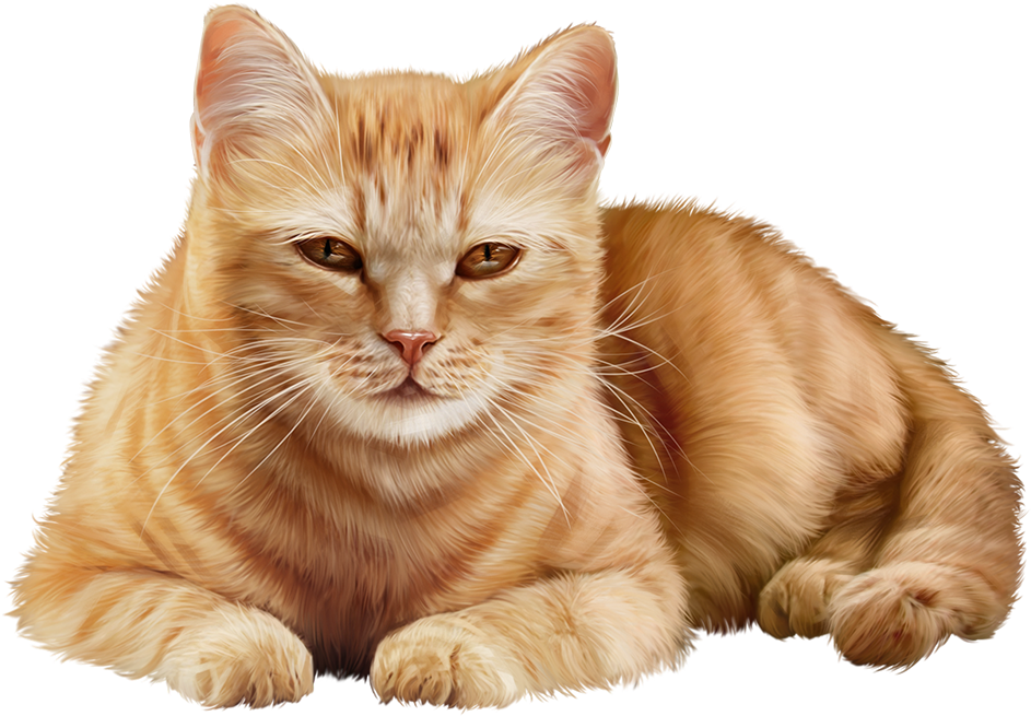 Download Pin By Lidia On Tabby Cat Full Size PNG Image PNGkit