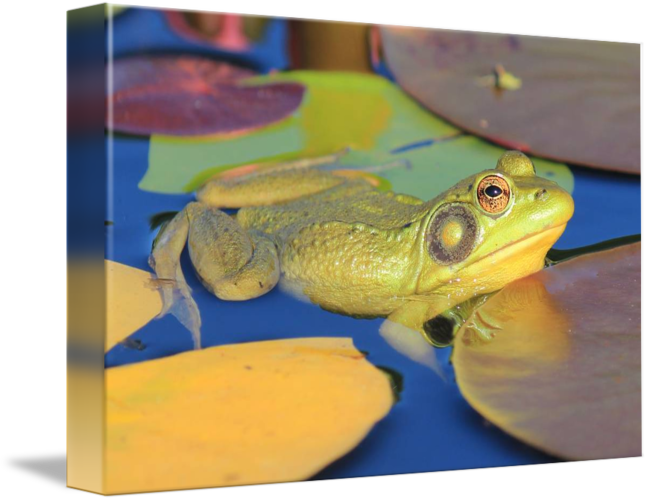 Banner Royalty Free Library Gettin The Eye By Eric - Bullfrog (650x501), Png Download