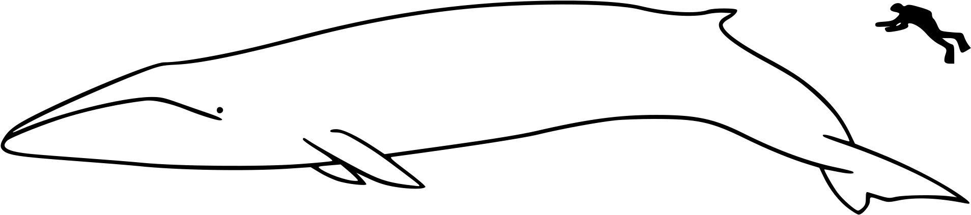Open - Fin Whale (2000x541), Png Download