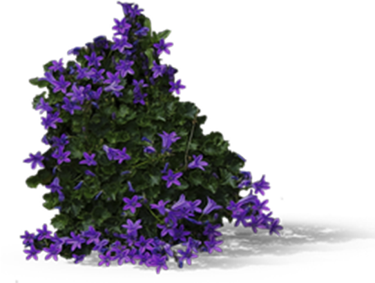 View In My Picture - Flowerbush Png (600x600), Png Download