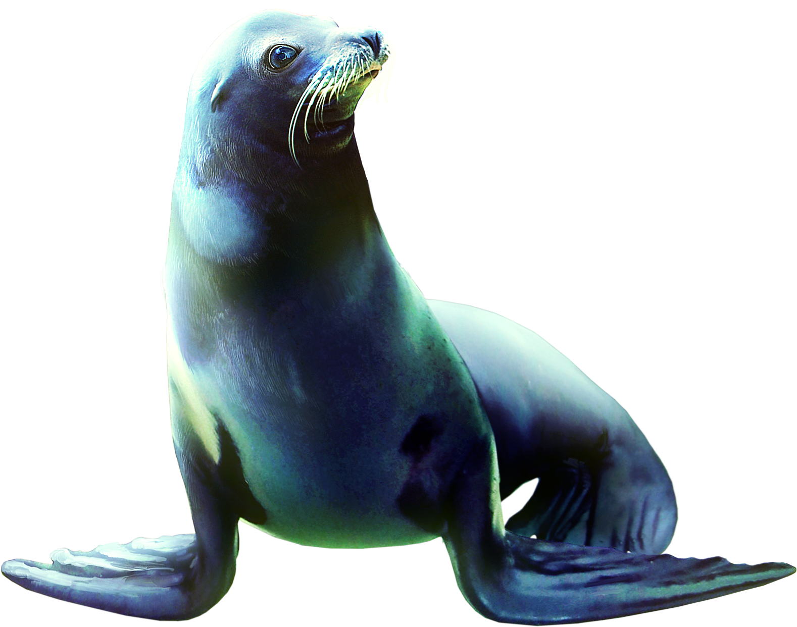 Animaux Marins Png (1578x1242), Png Download