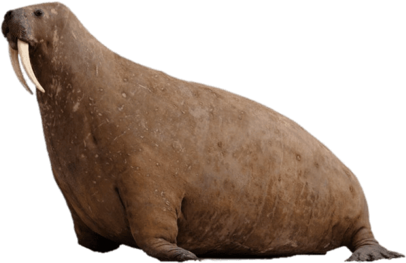 Free Png Download Walrus At Horniman Museum Png Images - Horniman Museum And Gardens (850x567), Png Download