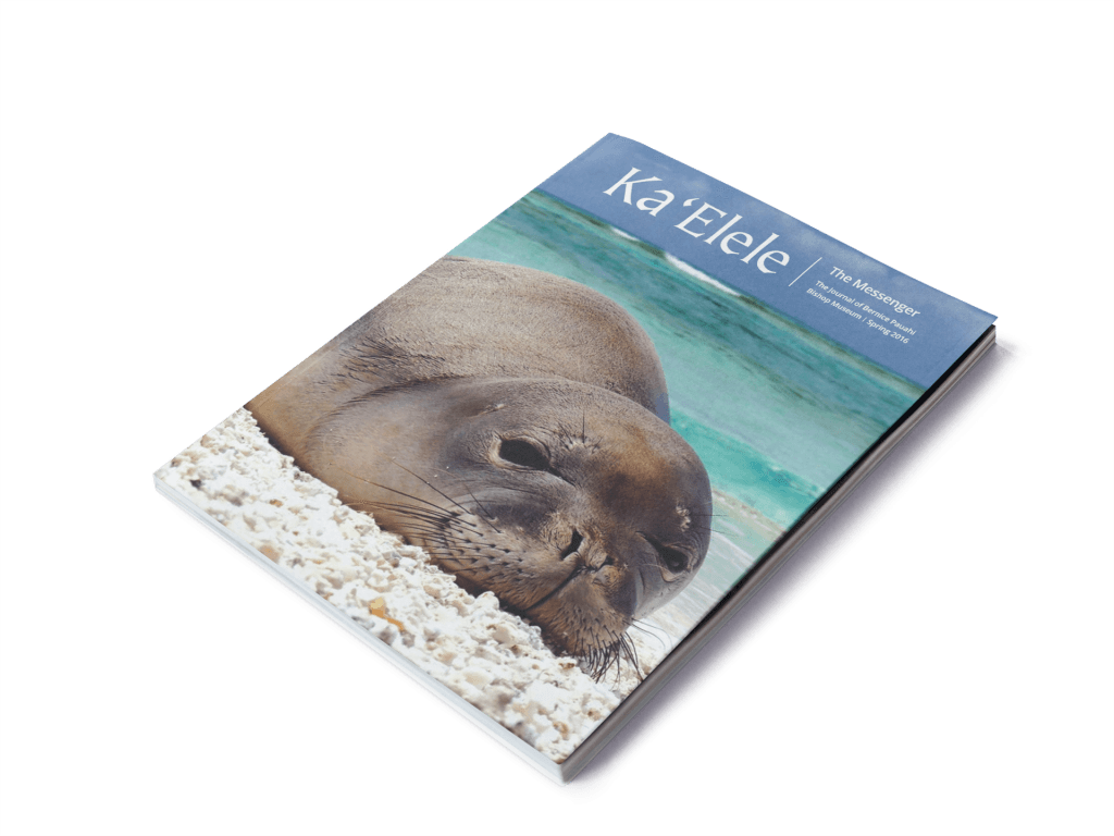 Summer - Steller Sea Lion (1024x768), Png Download