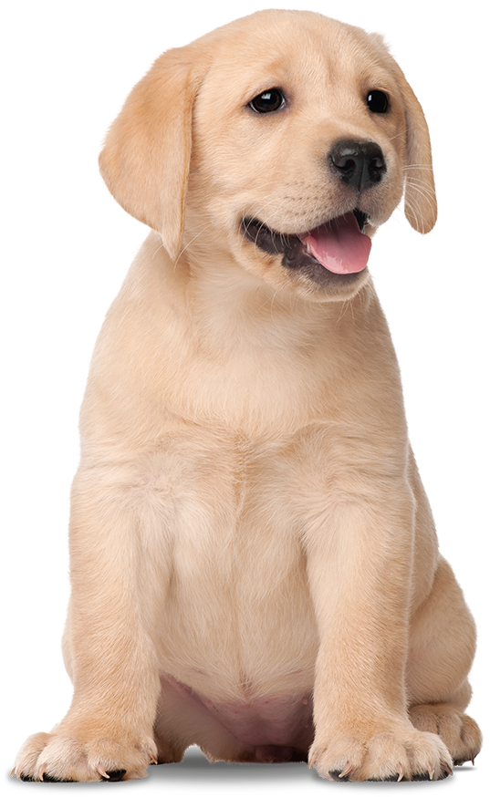 Labrador Filhote Png (620x1000), Png Download