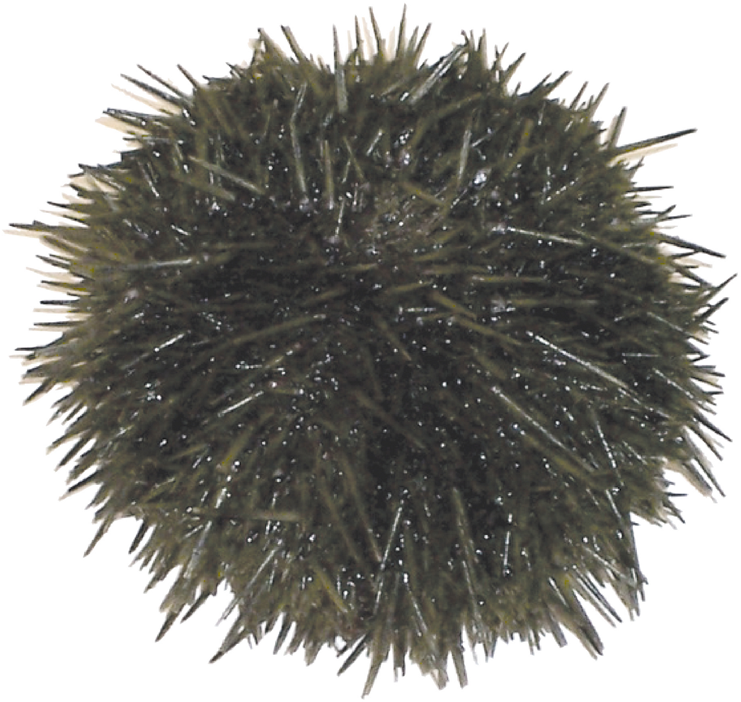 Loading Zoom - Sea Urchin (1280x1067), Png Download