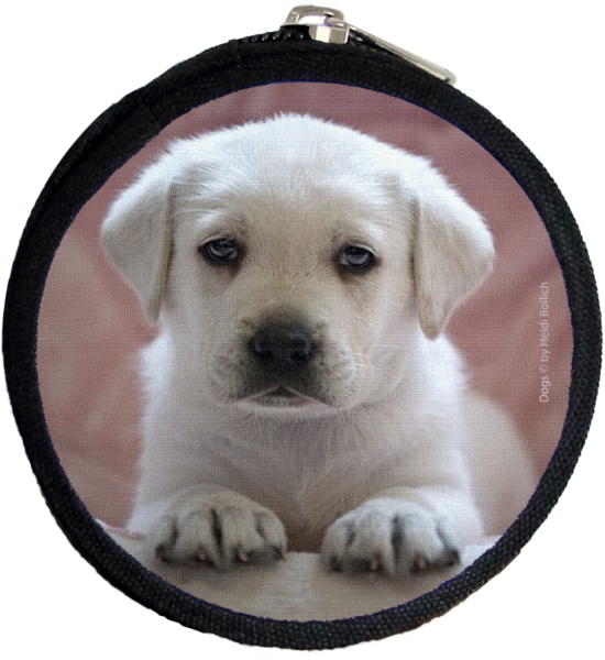 Labrador Rosa, Purse Xs - Labrador Retriever (800x600), Png Download