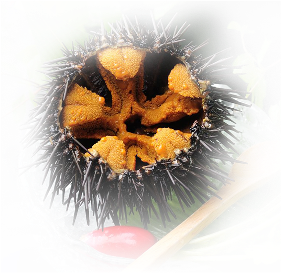 Image - Image - Image - Sea Urchin (640x582), Png Download