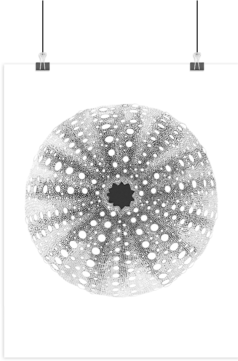 Boas Grafik Sea Urchin Art Print - Søpindsvin Tegning (775x775), Png Download