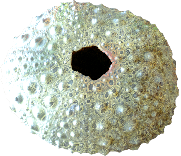 Click And Drag To Re-position The Image, If Desired - Circle (600x518), Png Download