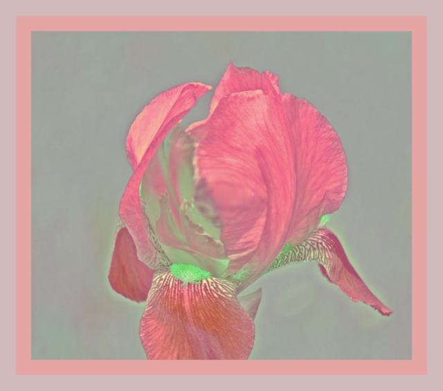 Iris (640x564), Png Download