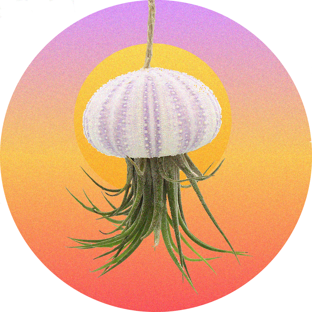 We Marry Hardy Air Plants With Sea Urchins To Create - Jellyfish (1000x1000), Png Download