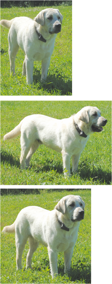 Maple Creek Labrador Retrievers - Labrador Retriever (390x985), Png Download