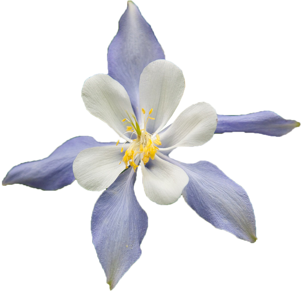 White Flower, Blue, Multicolor, Nature, Beauty, Spring - Colorado Blue Columbine (960x640), Png Download