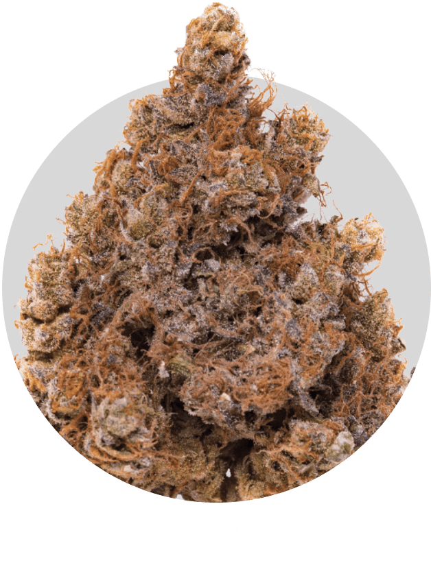 Animal Cookies - Christmas Tree (875x875), Png Download