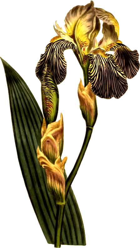 Medium Image - Botanical Illustration (448x793), Png Download