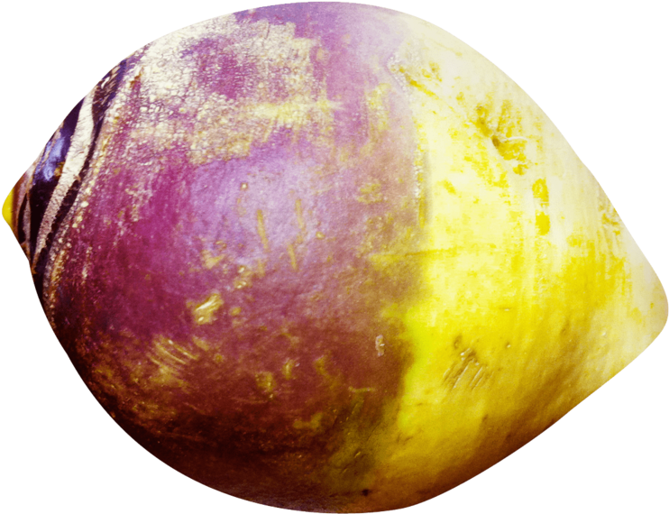 This Png File Is About Brassica Napobrassica , Root - Rutabaga Png (800x621), Png Download