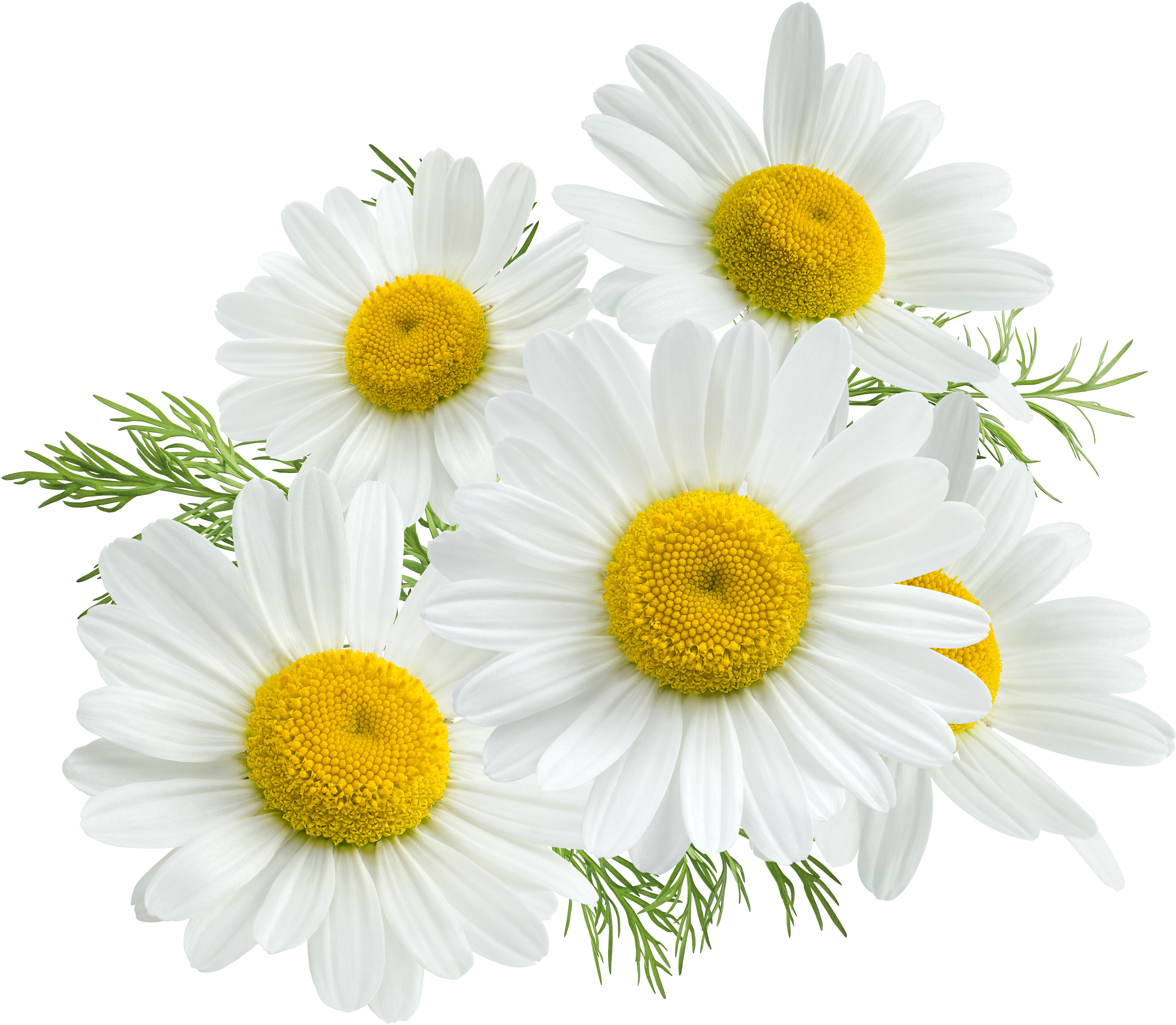 Com Chamomile Pluspng (8500x7756), Png Download