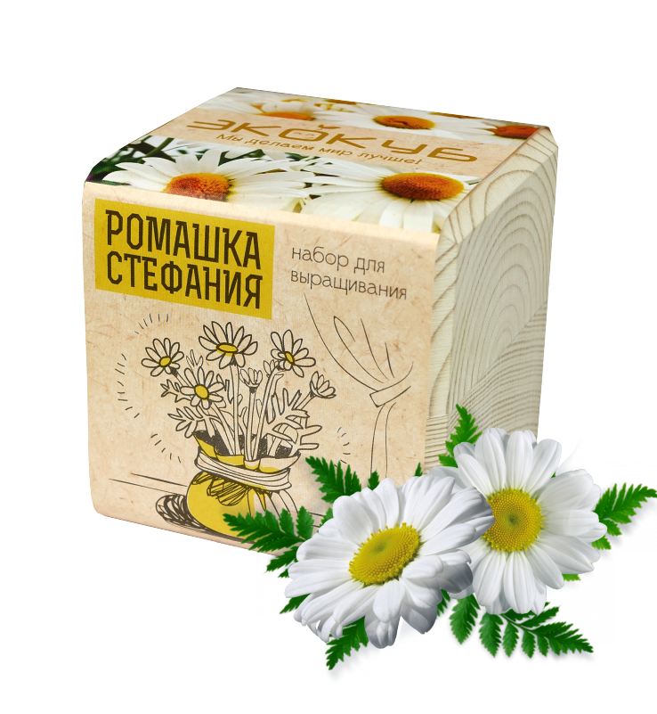Ромашка Стефания (800x800), Png Download