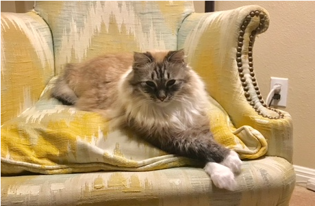 Cat - Himalayan (480x640), Png Download