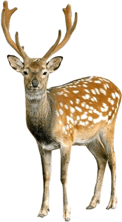 Brown Deer With White Spots Standing - Deer Png (800x800), Png Download