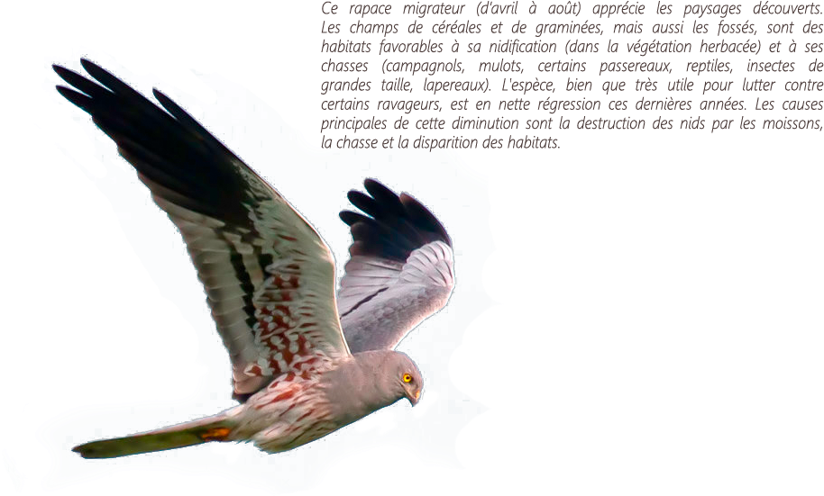 Busard Et Texte - Northern Harrier (1024x683), Png Download