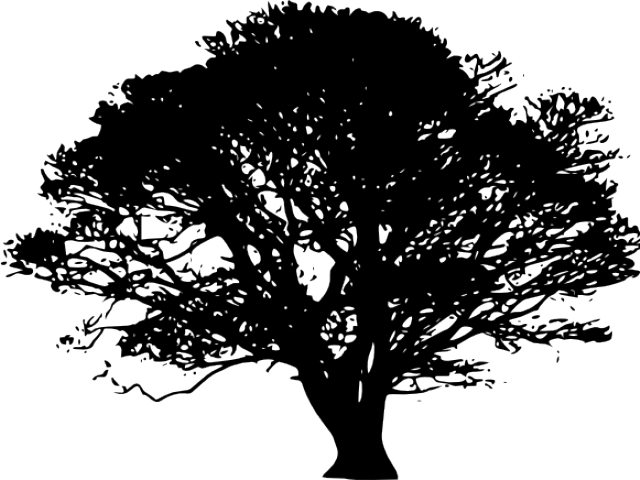 Northern Red Oak Silhouette (640x480), Png Download