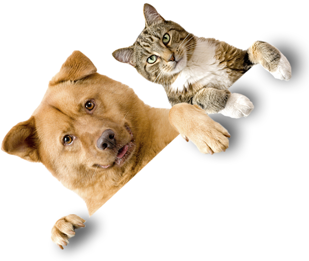 Animal Sábados - Cat Yawns (631x533), Png Download