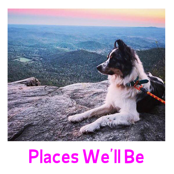 Voorhees Animal Orphanage, Inc - Border Collie (720x720), Png Download