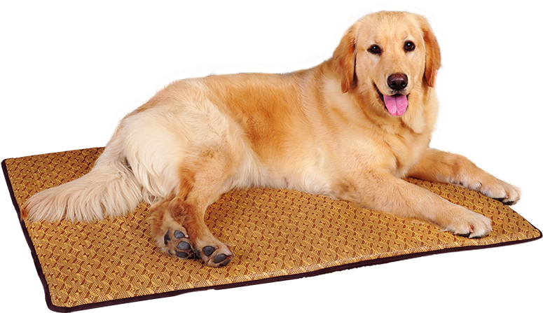 Dog Mat Washable Summer Mat Sleeping Mat Teddy Kennel - Companion Dog (800x800), Png Download