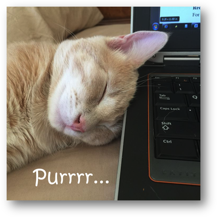 Here's Victor In His Halloween Costume This Year - Cat Sleep On Laptop (719x719), Png Download