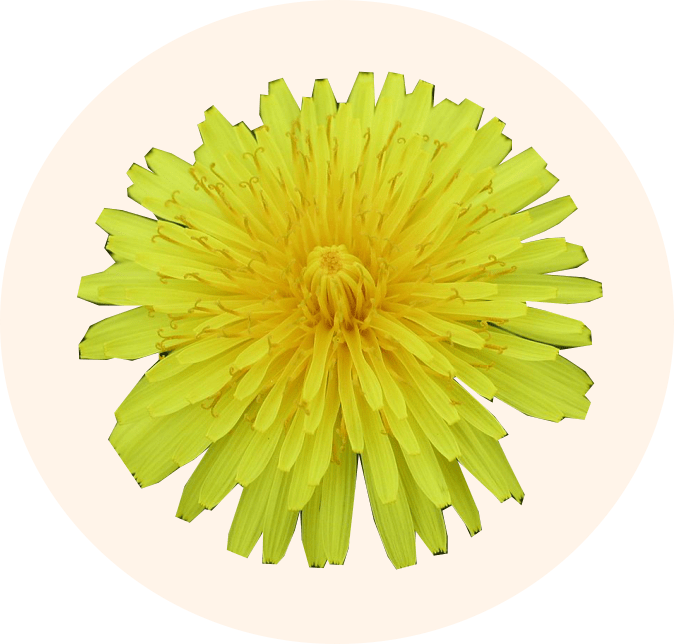 Dandelion - Common Zinnia (674x644), Png Download