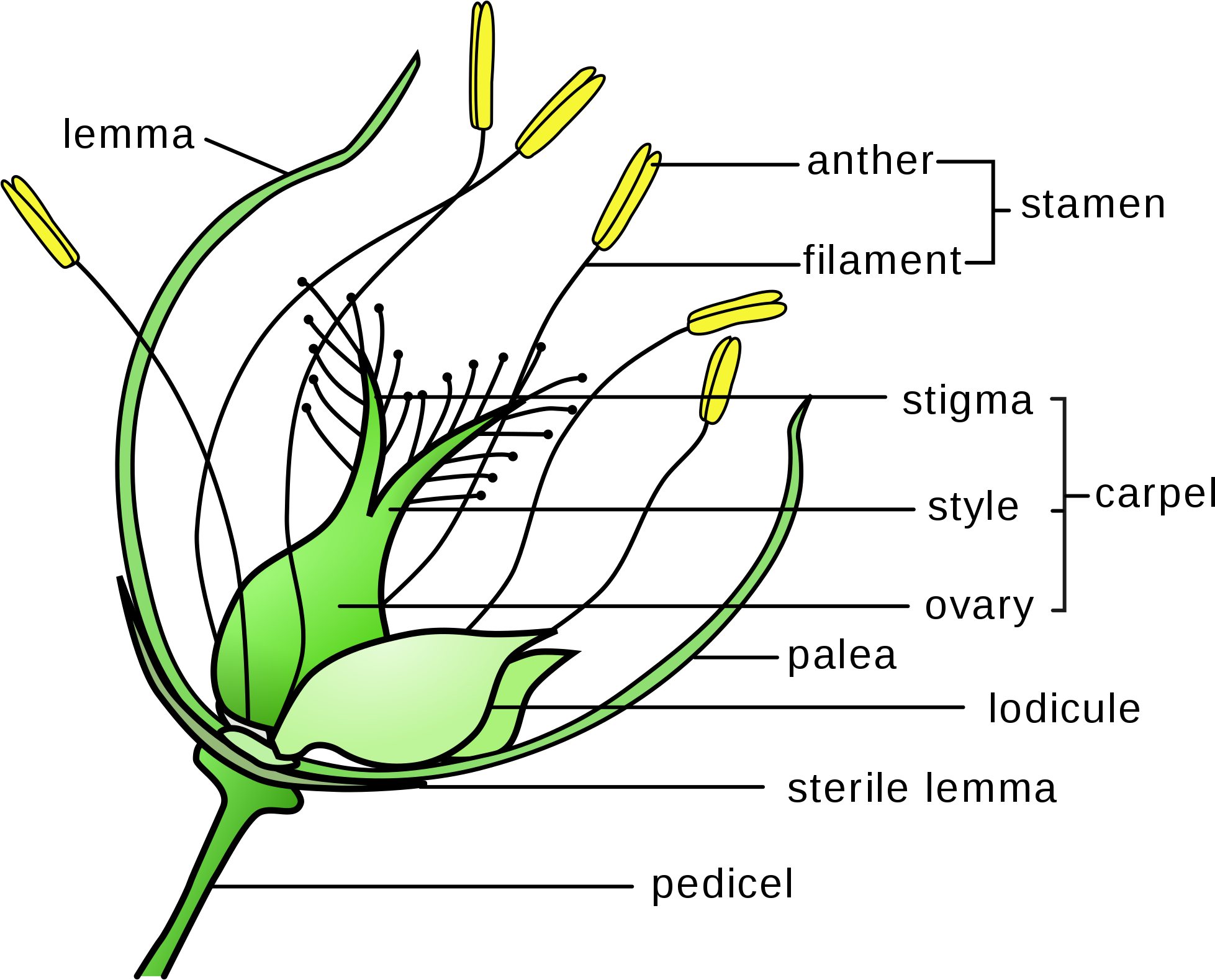 Banner Library Download Flower Wikipedia Grass With - Perianth Meaning In Tamil (2000x1623), Png Download