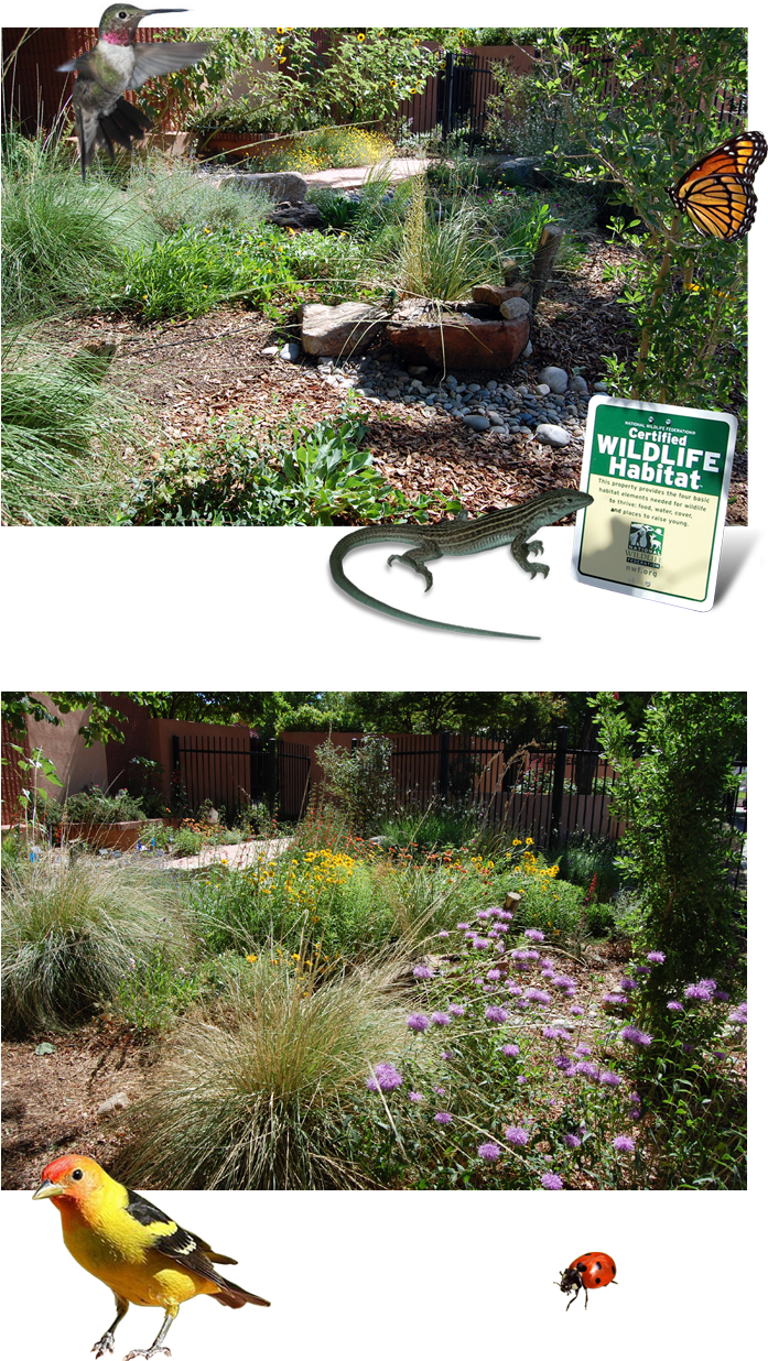 Xeric Garden Club Of Albuquerque - Yard (700x1242), Png Download