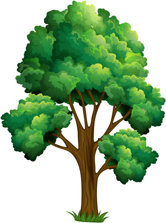 Elm Tree Clipart - Realistic Tree Clip Art (586x800), Png Download