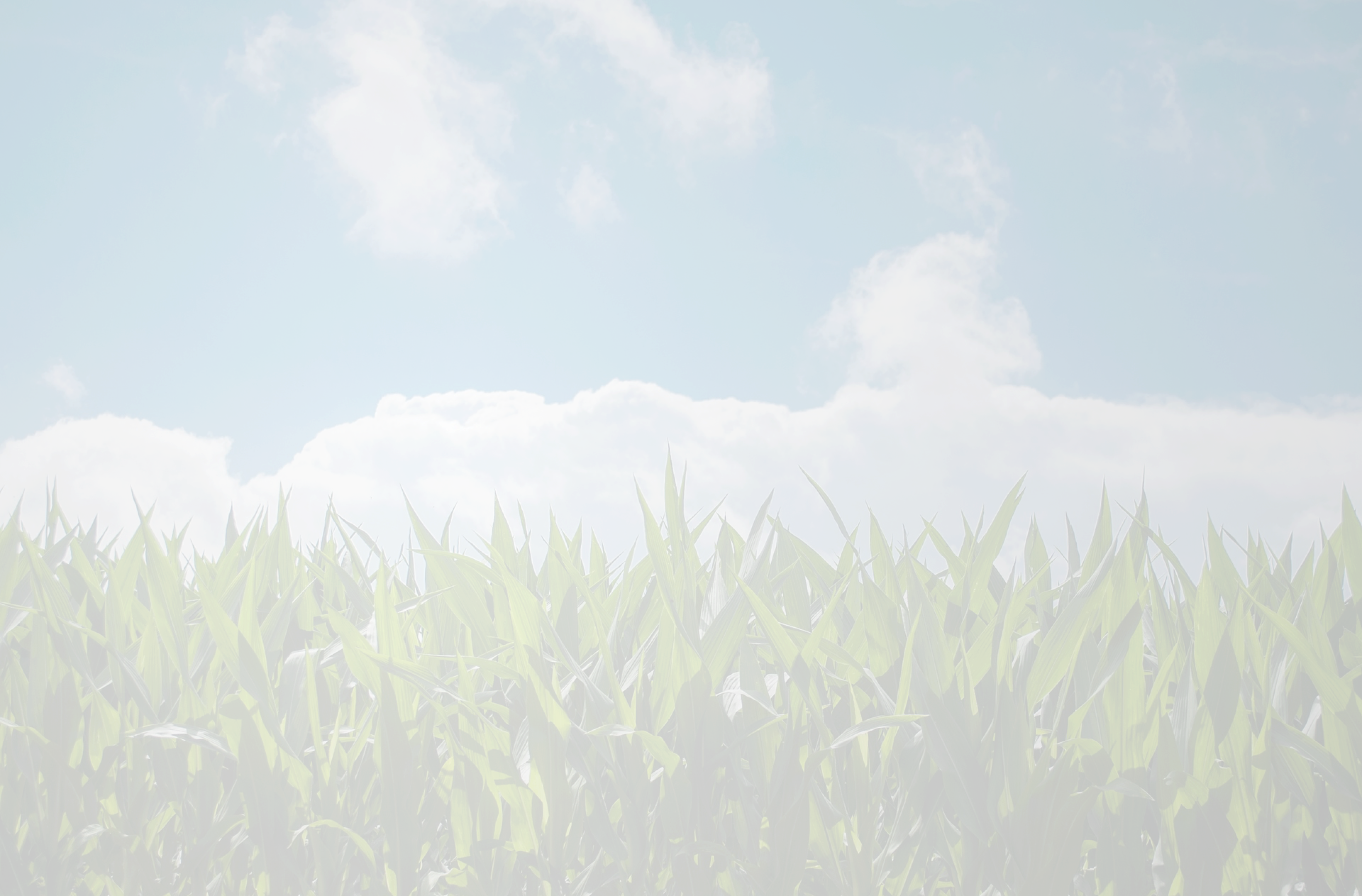 Corn Field - Sweet Grass (3848x2532), Png Download