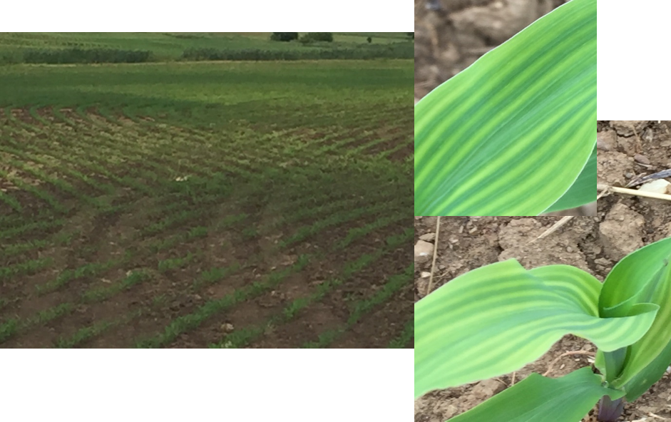 We Took Samples From The Yellow Areas Of The Field - Field (941x592), Png Download
