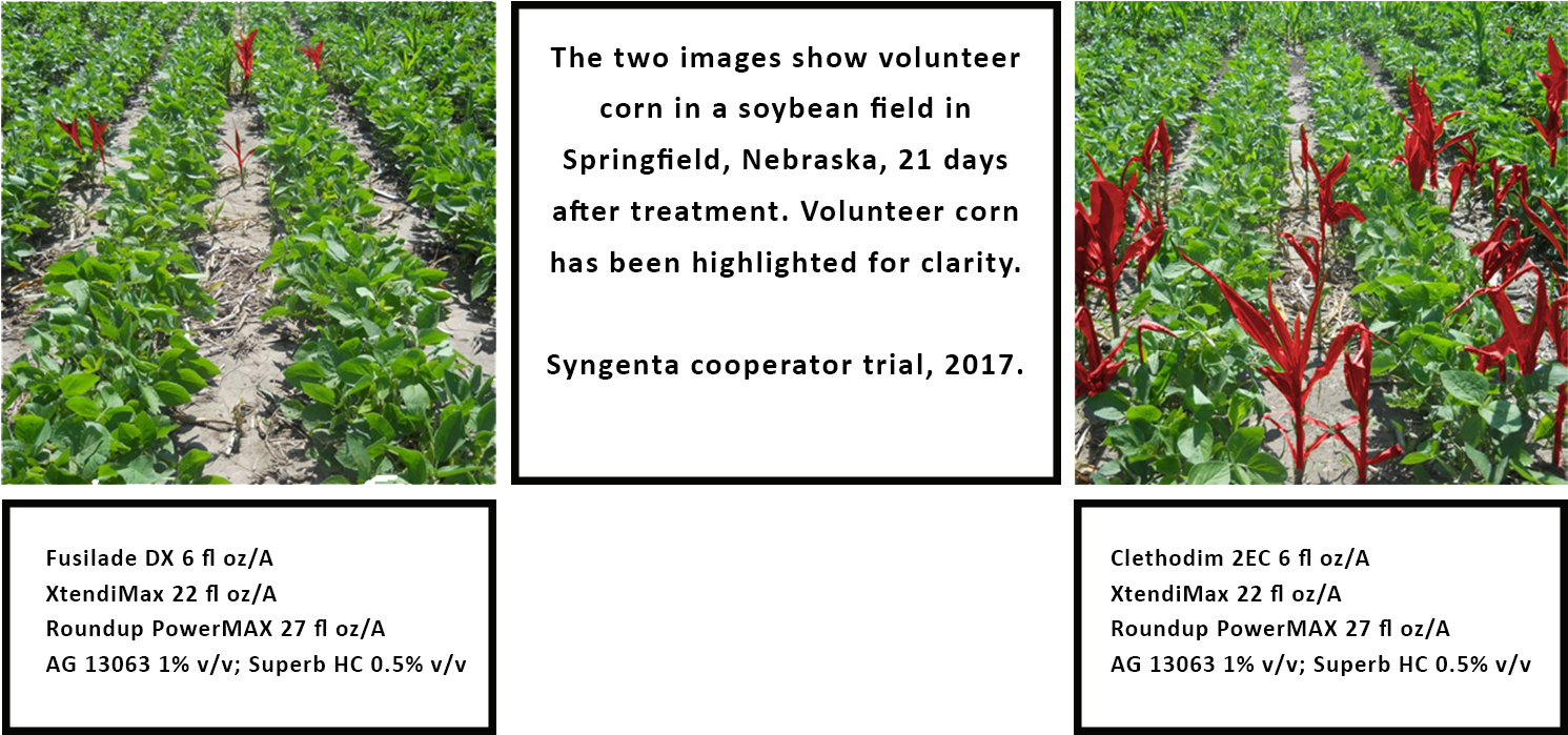 Volunteer Corn, One Of The Most Common Weed Escapes - Broomrape (1500x750), Png Download