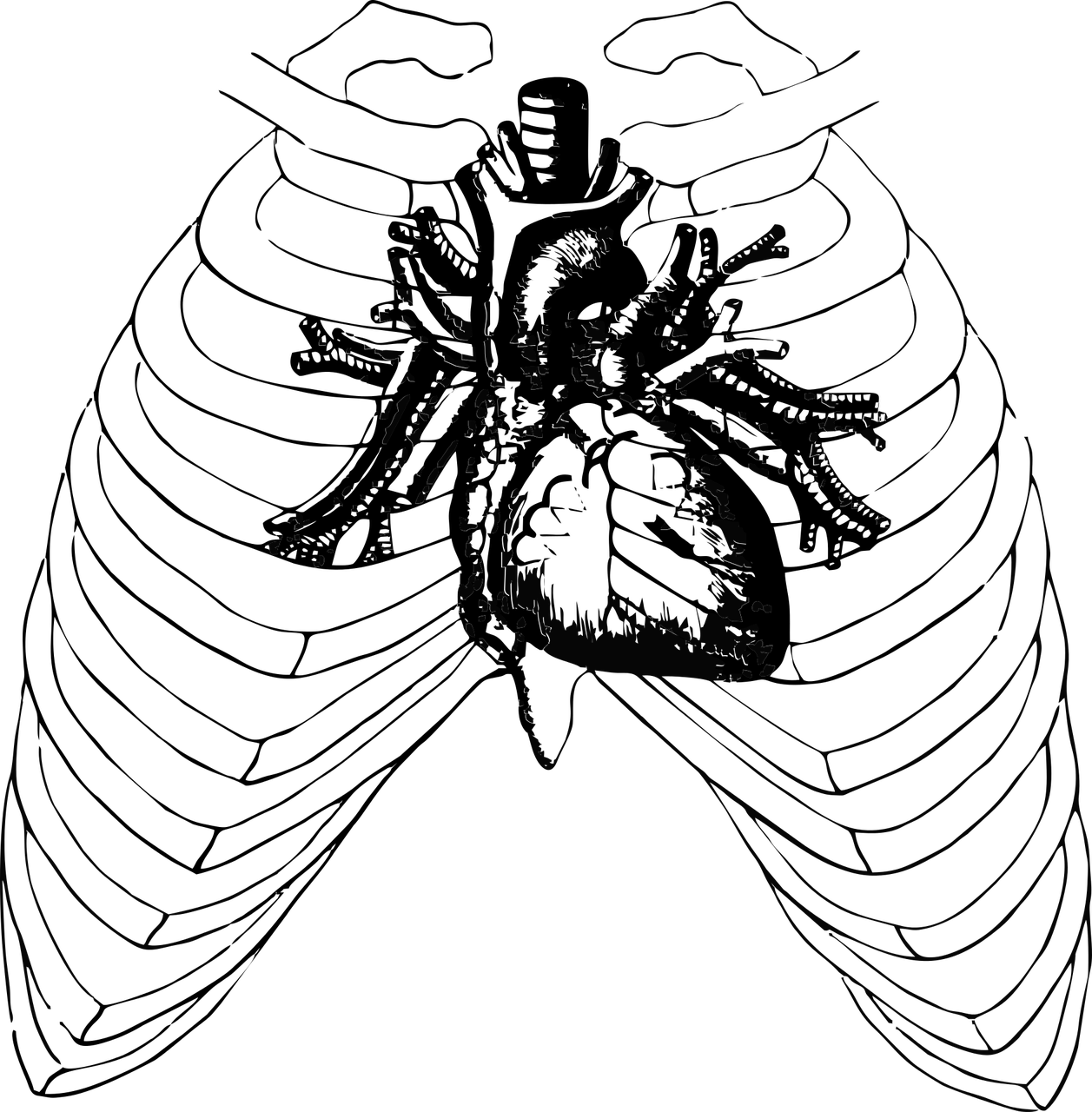 Cage,free - Heart In Chest Drawing (1257x1280), Png Download
