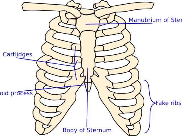 X Ray Clipart Skeleton Rib Cage - El Torax Para Colorear (640x480), Png Download
