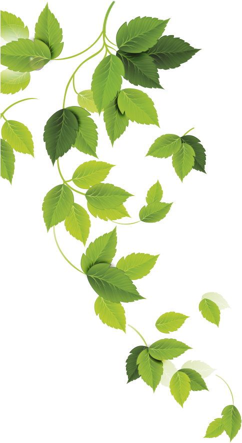 Plantas - Ulmus Alata (506x1064), Png Download