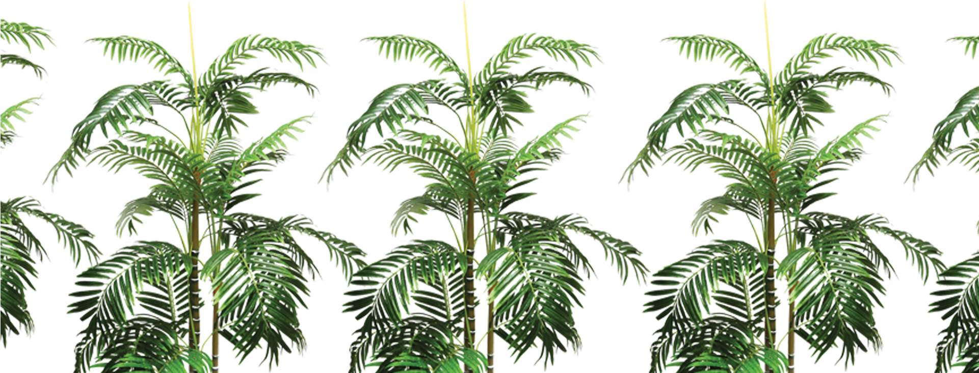 Plantas - Attalea Speciosa (1920x800), Png Download
