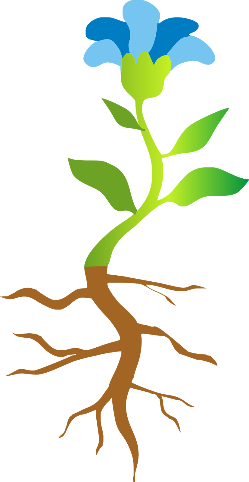Dibujar ,con Esfuerzo, Una Planta Completa - Planta Para Niños (827x1600), Png Download